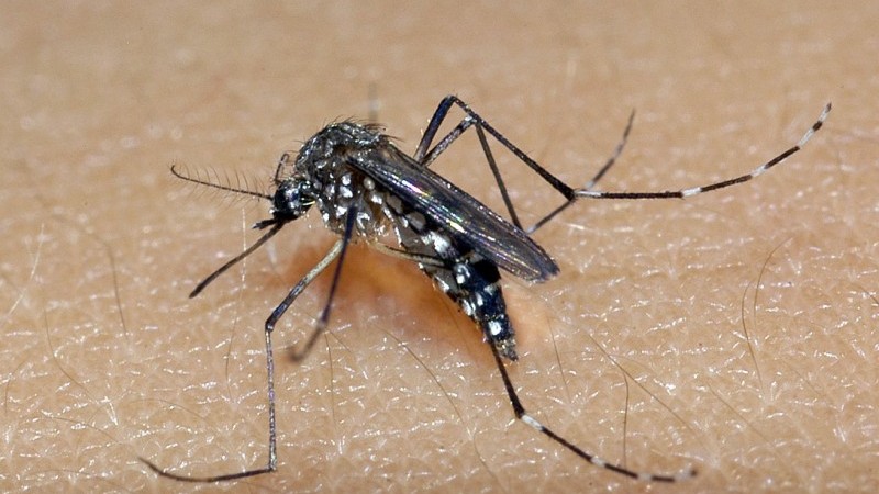 Primeiro caso de dengue contraído em Imbituba é confirmado